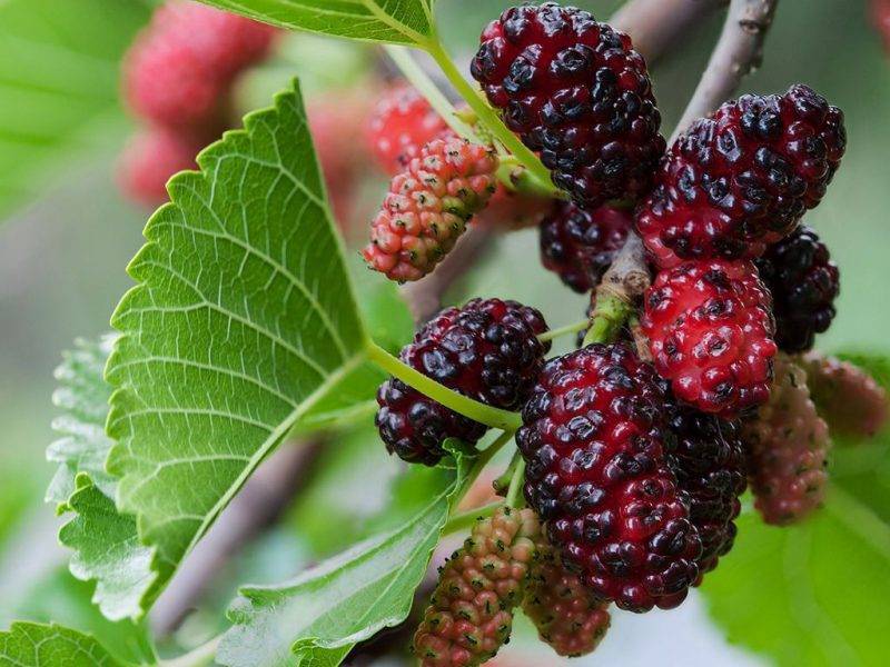 Шелковица купить саженцы из питомнике в Междуреченске