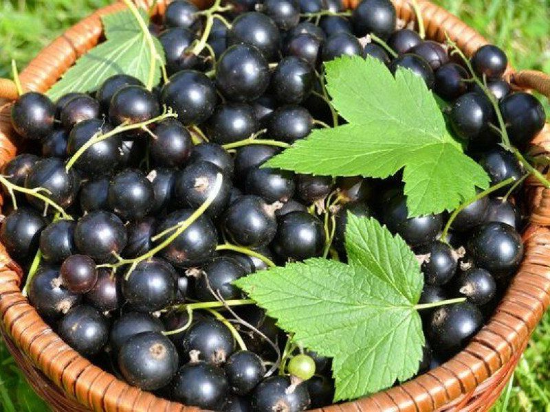 Смородина купить саженцы из питомника в Междуреченске