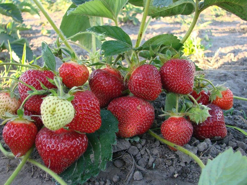 Клубника купить саженцы из питомника в Междуреченске