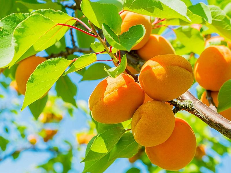Абрикос купить саженцы из питомнике в Междуреченске
