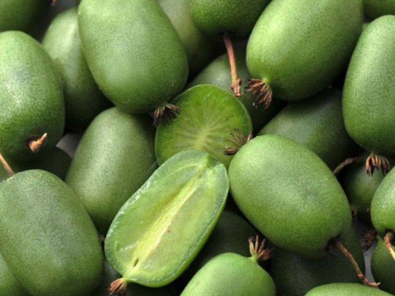 Актинидия купить саженцы из питомнике в Междуреченске