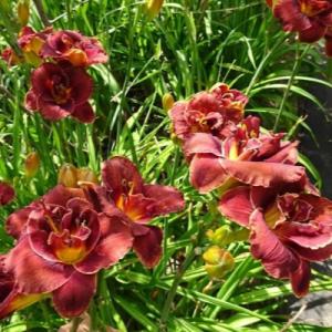 Лилейник "НАЙТ ЭМБЕРС"