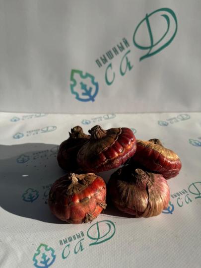 Гладиолус Град Китеж (5 шт. луковиц в упаковке)